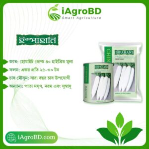 হোয়াইট গোল্ড ৪০ (White Gold 40) Ispahani Seeds - iAgroBD